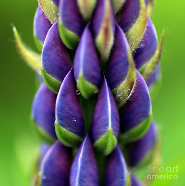 Lupine Art Print featuring the photograph Lupine 2 by A K Dayton