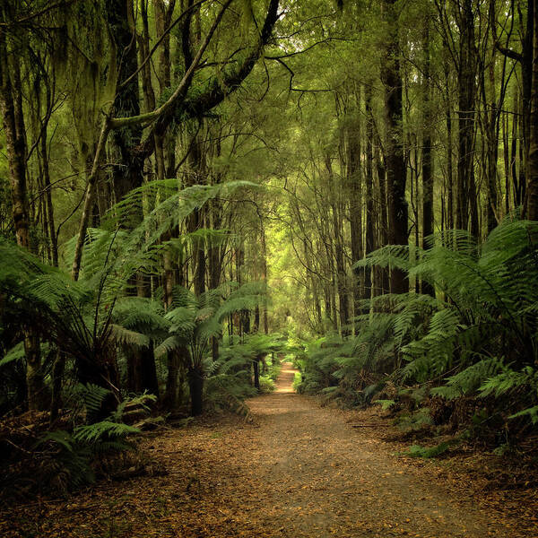 Rainforest Art Print featuring the photograph Magical Forest by Catherine Reading
