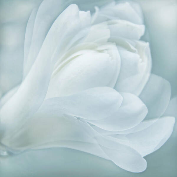 Magnolia Art Print featuring the photograph Softness of a Aqua Blue Magnolia Flower by Jennie Marie Schell