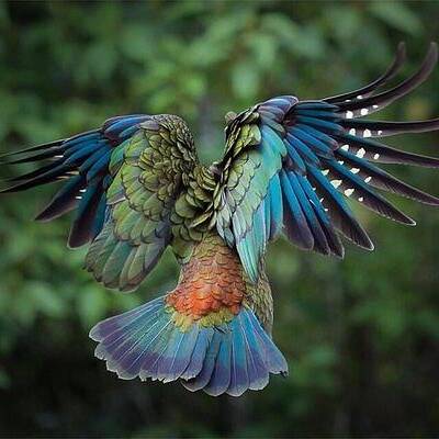 Majestic Art Print featuring the photograph Majestic Kea in flight, New Zealand by Andy Bucaille