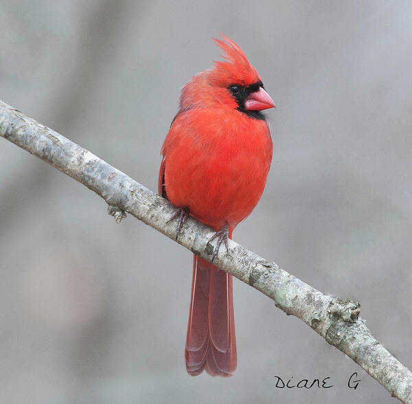 Male Northern Cardinal Art Print featuring the photograph Male Northern Cardinal by Diane Giurco