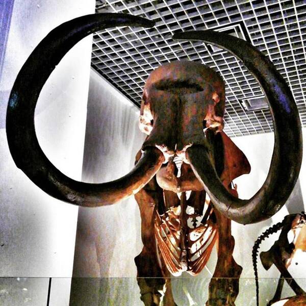 Igersjp Art Print featuring the photograph Mammoth Ure-p by Nori Strong