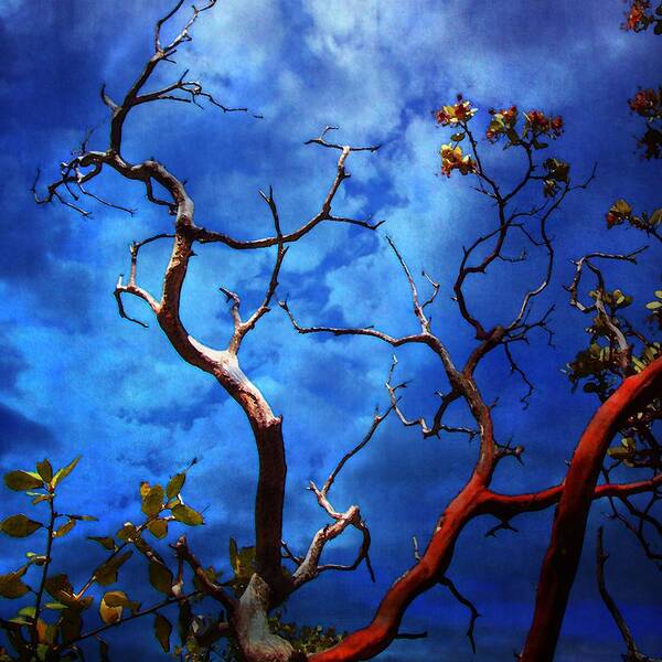 Manzanita Art Print featuring the photograph Manzanita by Timothy Bulone