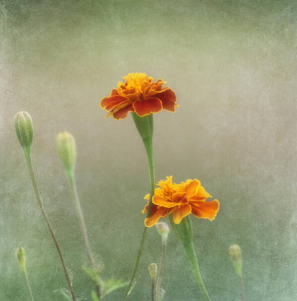 Flower Art Print featuring the photograph Marigold Fancy by Kim Hojnacki