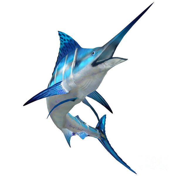 Blue Marlin Art Print featuring the painting Marlin Fish on White by Corey Ford