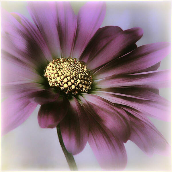 Flower Art Print featuring the photograph Memories of Spring by Darlene Kwiatkowski