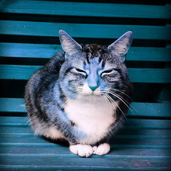 Cat Art Print featuring the photograph Mindful Cat in Aqua by Rowena Tutty