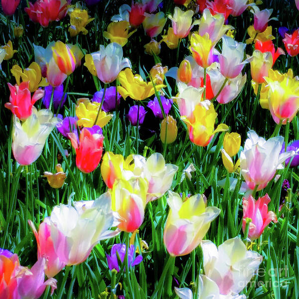 Tulips Art Print featuring the photograph Mixed Tulips in Bloom by D Davila