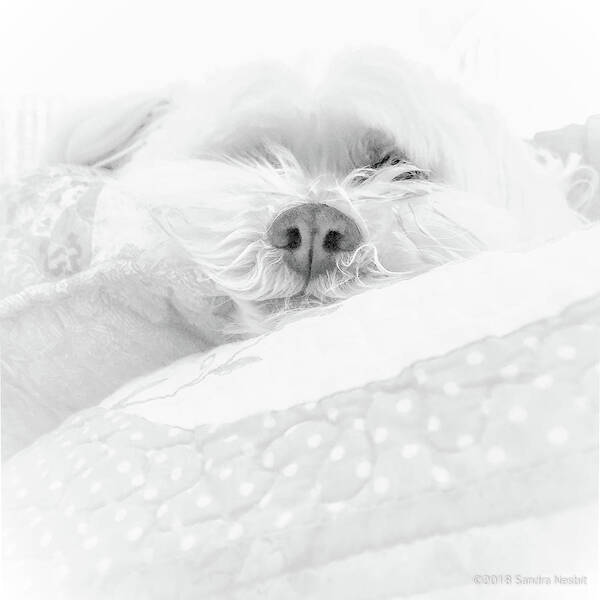Dog Art Print featuring the photograph Molly Madison Asleep High Key by Sandra Nesbit