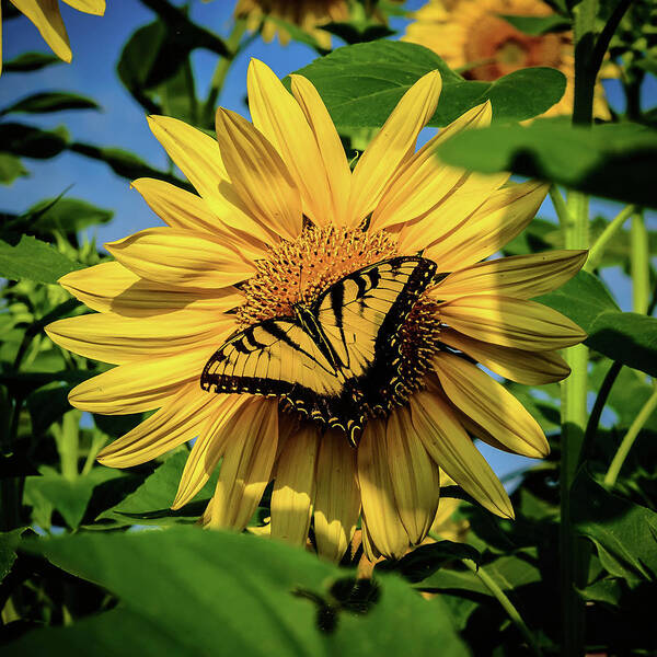 Male Eastern Tiger Swallowtail - Papilio Glaucus Art Print featuring the photograph Male Eastern tiger swallowtail - Papilio glaucus and Sunflower by Louis Dallara