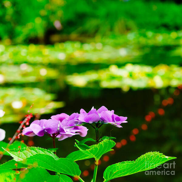 Hydrangeas Art Print featuring the photograph Monet's Purple Lace Hydrangeas by Mary Jane Armstrong