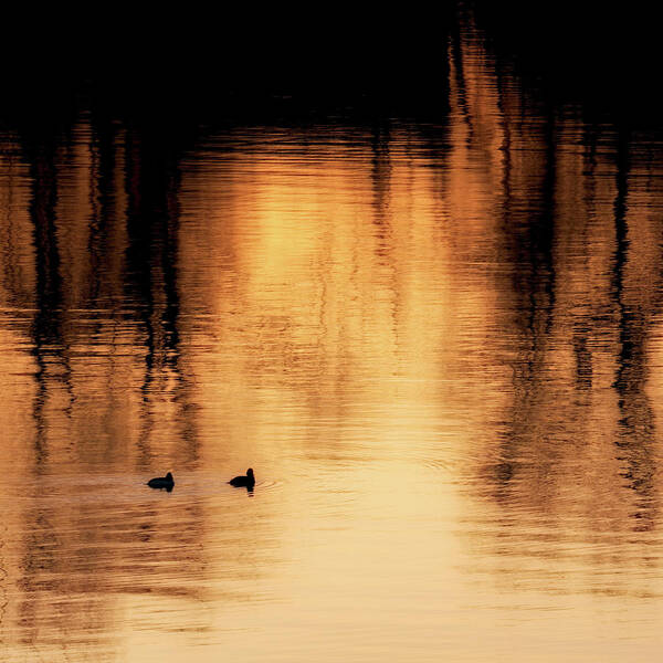 Square Art Print featuring the photograph Morning Ducks 2017 Square by Bill Wakeley