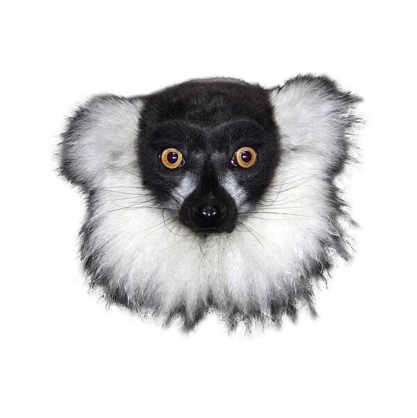 T-shirt Art Print featuring the photograph Mr Lemur on Transparent background by Terri Waters