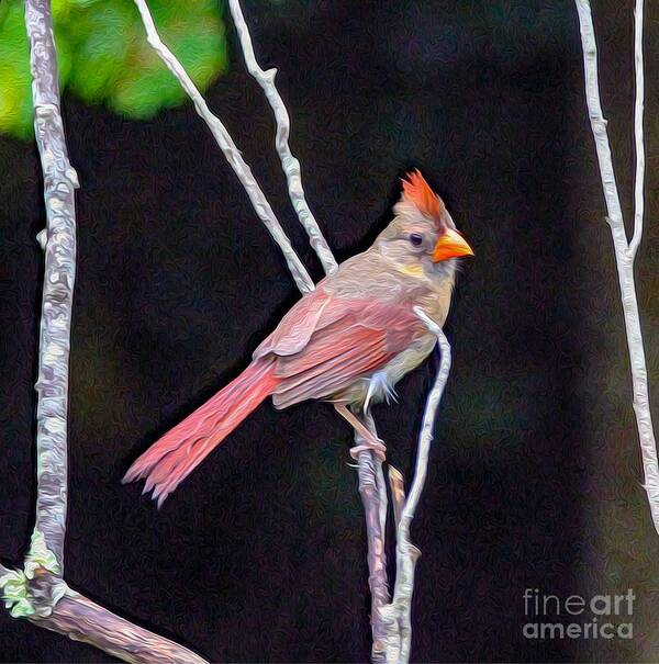 Nature Art Print featuring the painting Female Cardinal by DB Hayes