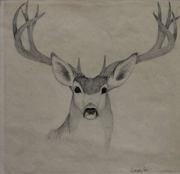 Mule Art Print featuring the drawing Mule Deer 1 by Gregory Lee