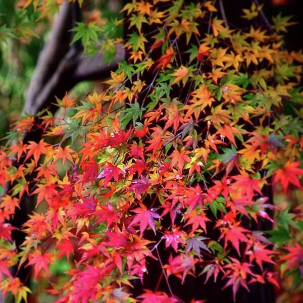 Aitumnleaves Art Print featuring the photograph Multicolored Autumn Leaves by Ippei Uchida