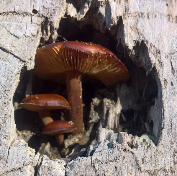 Mushrooms Art Print featuring the photograph Mushroom Family by Lisa Dionne