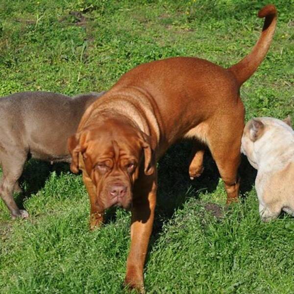 Doguedebordeaux Art Print featuring the photograph My Gypsy! Gotta Protect Me And My by Gretchen Byars