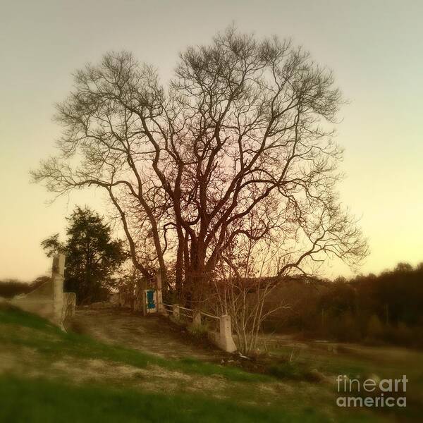 Photo Art Print featuring the photograph My tree has a soul by Delona Seserman