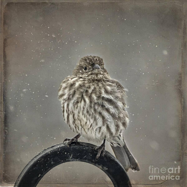 Wildlife Art Print featuring the photograph My Winter Sparrow by Janice Pariza