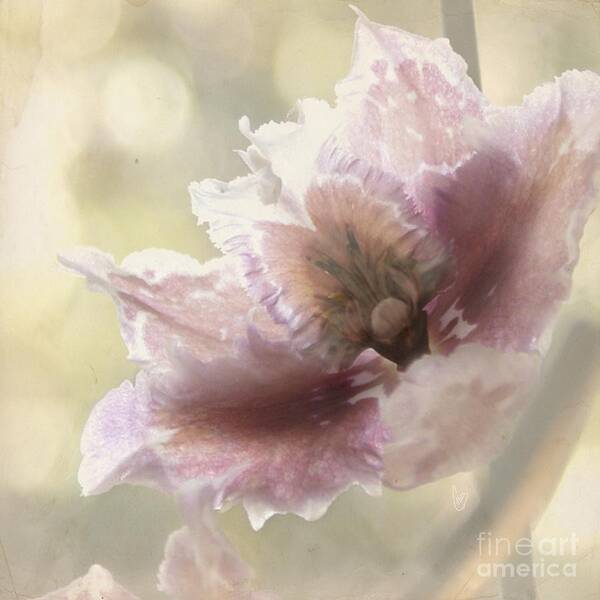Flower Art Print featuring the photograph Mystere by Cindy Garber Iverson