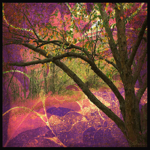 Trees Art Print featuring the photograph Mystic Forest by Peggy Dietz