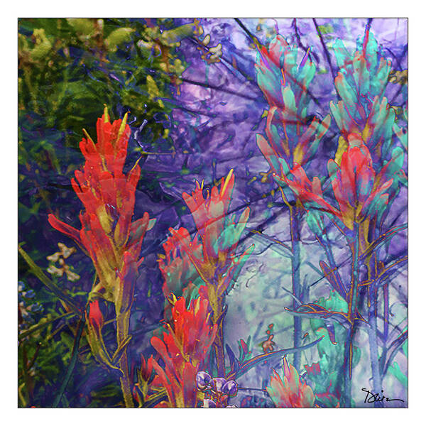 Indian Paintbrush Art Print featuring the photograph Mystic by Peggy Dietz