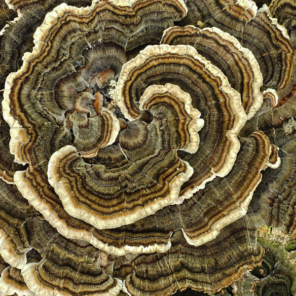 Bracket Fungi Art Print featuring the photograph Naturally Tie-Dyed by Jim Zablotny
