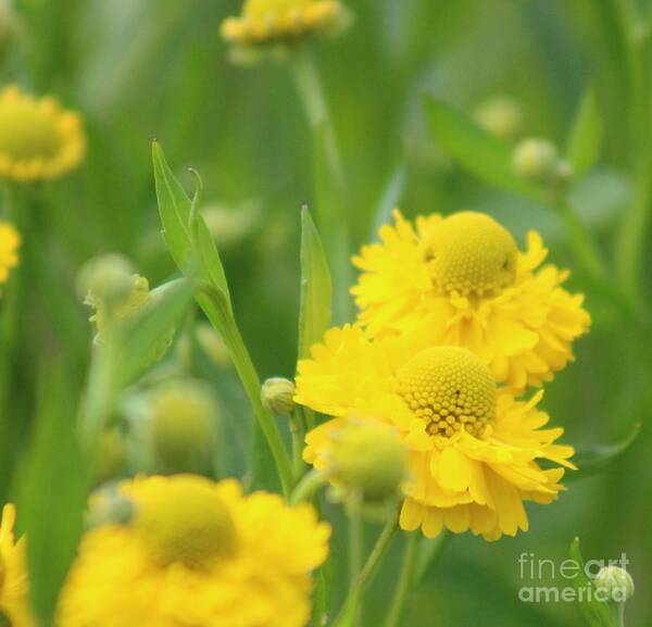 Yellow Art Print featuring the photograph Nature's Beauty 93 by Deena Withycombe