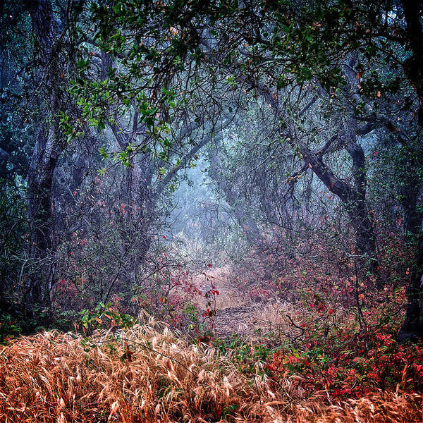 Nature Art Print featuring the photograph Nature's Chaos, Arroyo Grande, California by Zayne Diamond Photographic