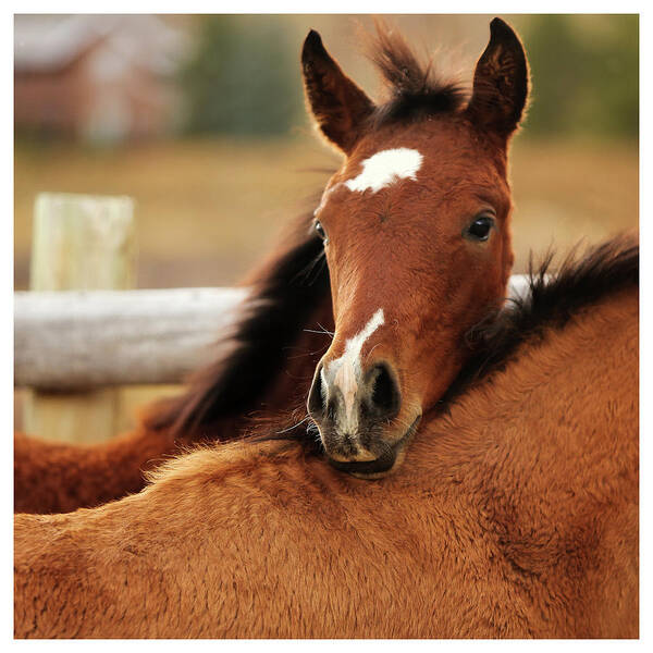Foal Art Print featuring the photograph New Life by Sharon Jones