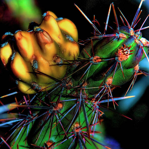 Cactus Art Print featuring the photograph Night Cactus by David Patterson