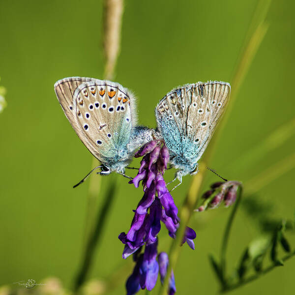 Northern Blue Art Print featuring the photograph Northern Blue's mating by Torbjorn Swenelius