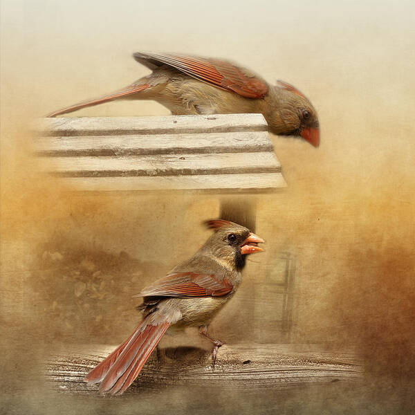 Cardinals Art Print featuring the photograph Northern Cardinals at Sunrise by TnBackroadsPhotos 