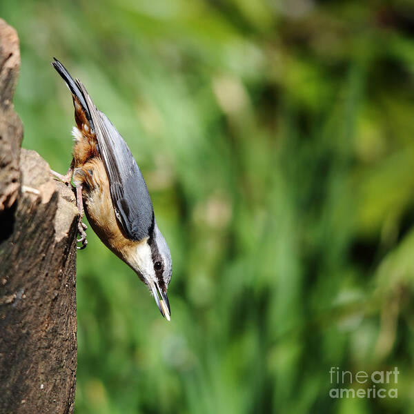 Nuthatch Art Print featuring the photograph Nuthatch with seed by Maria Gaellman