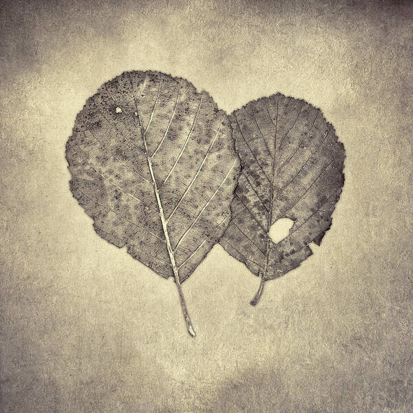 Scott Norris Photography Art Print featuring the photograph One Leaf Two Leaf by Scott Norris