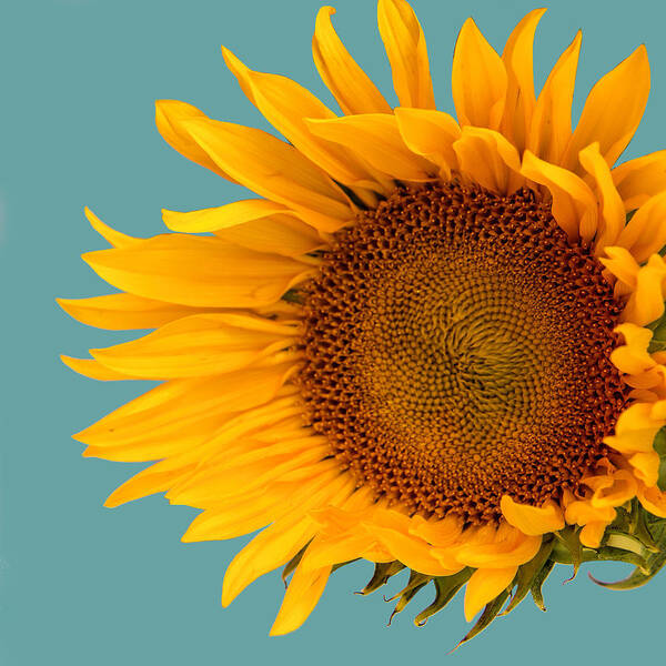 Tournesols Art Print featuring the photograph ONE SUNFLOWER Palm Springs CA by William Dey