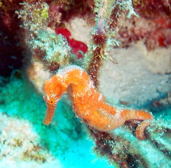 Sea Horse Art Print featuring the photograph Orange Caribbean Sea Horse by Amy McDaniel