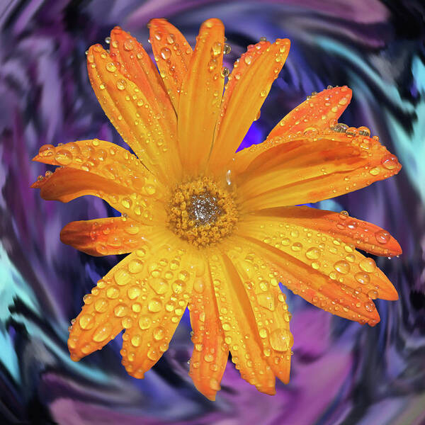 Daisy Art Print featuring the photograph Orange Daisy Swirl by Alison Stein