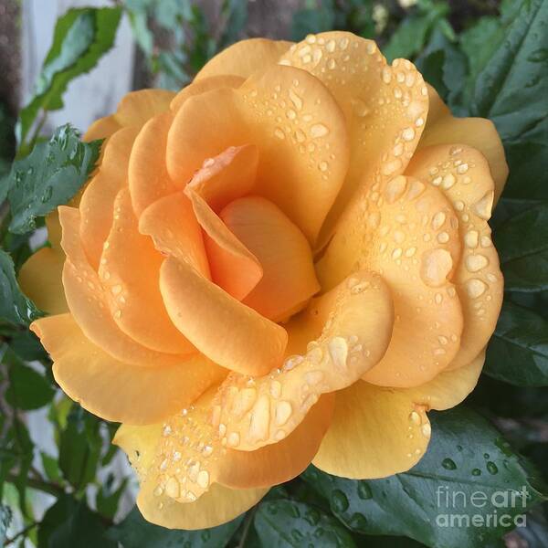 Rose Art Print featuring the photograph Orange Rain Drops by Nona Kumah