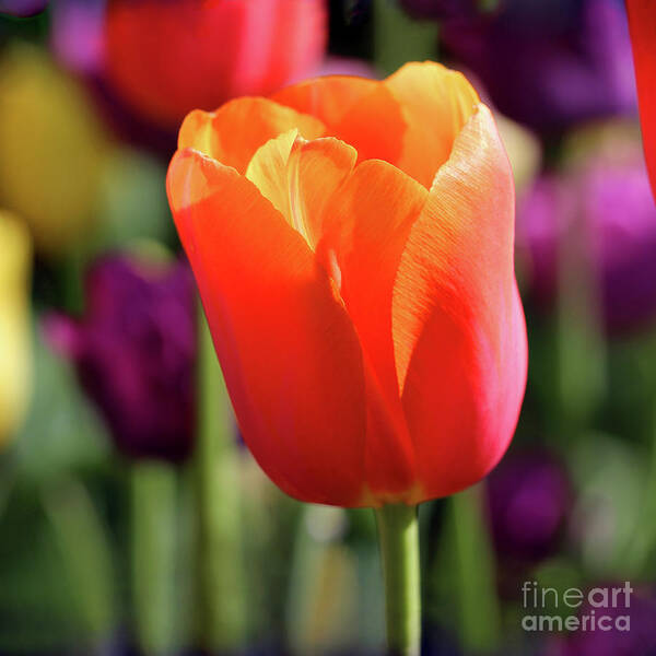 Orange Art Print featuring the photograph Orange Tulip Square by Karen Adams
