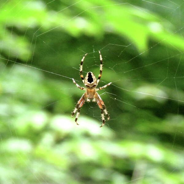 Spider Art Print featuring the photograph Orb Weaver by Azthet Photography