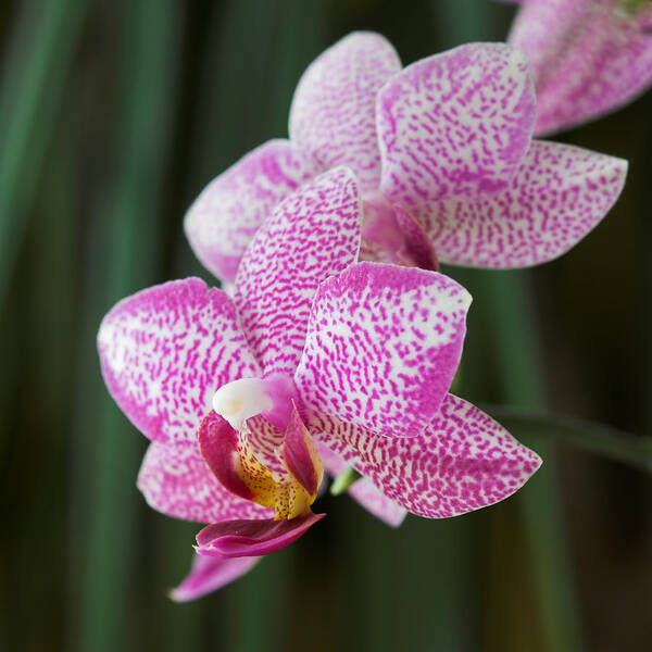 Orchid Art Print featuring the photograph Orchid 20 by Pierre Leclerc Photography