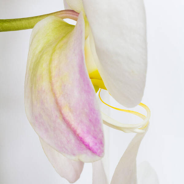 Orchid Art Print featuring the photograph Orchid 3 by Patricia Schaefer