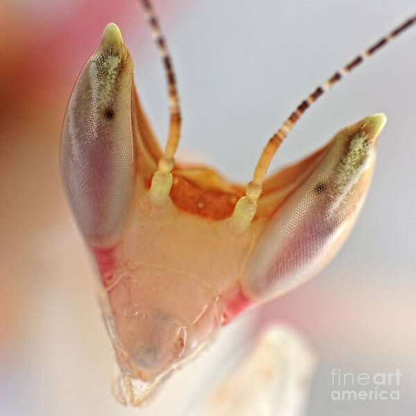 Animals Art Print featuring the photograph Orchid Praying Mantis by Joerg Lingnau