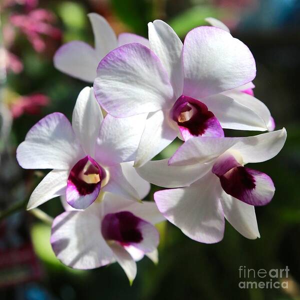 Orchid Art Print featuring the photograph Orchid Square 2 by Carol Groenen