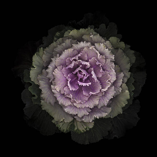 Beauty In Nature Art Print featuring the photograph Ornamental Kale by Oscar Gutierrez