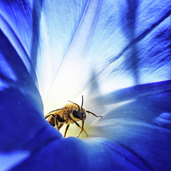 Flowering Art Print featuring the photograph Out of the blue by Camille Lopez