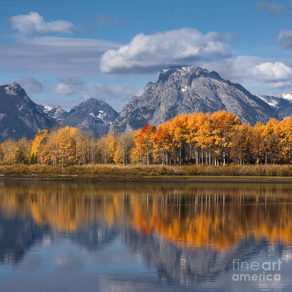 Oxbow Art Print featuring the photograph Oxbow Bend With Vibrant Autumn Colour Aspen Trees, Grand Teton National Park, Wyoming Usa by Philip Preston