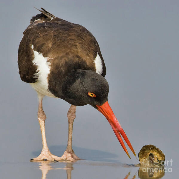 Jerry Fornarotto Art Print featuring the photograph Oystercatcher with Shell by Jerry Fornarotto